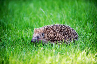 Igel im Rasen